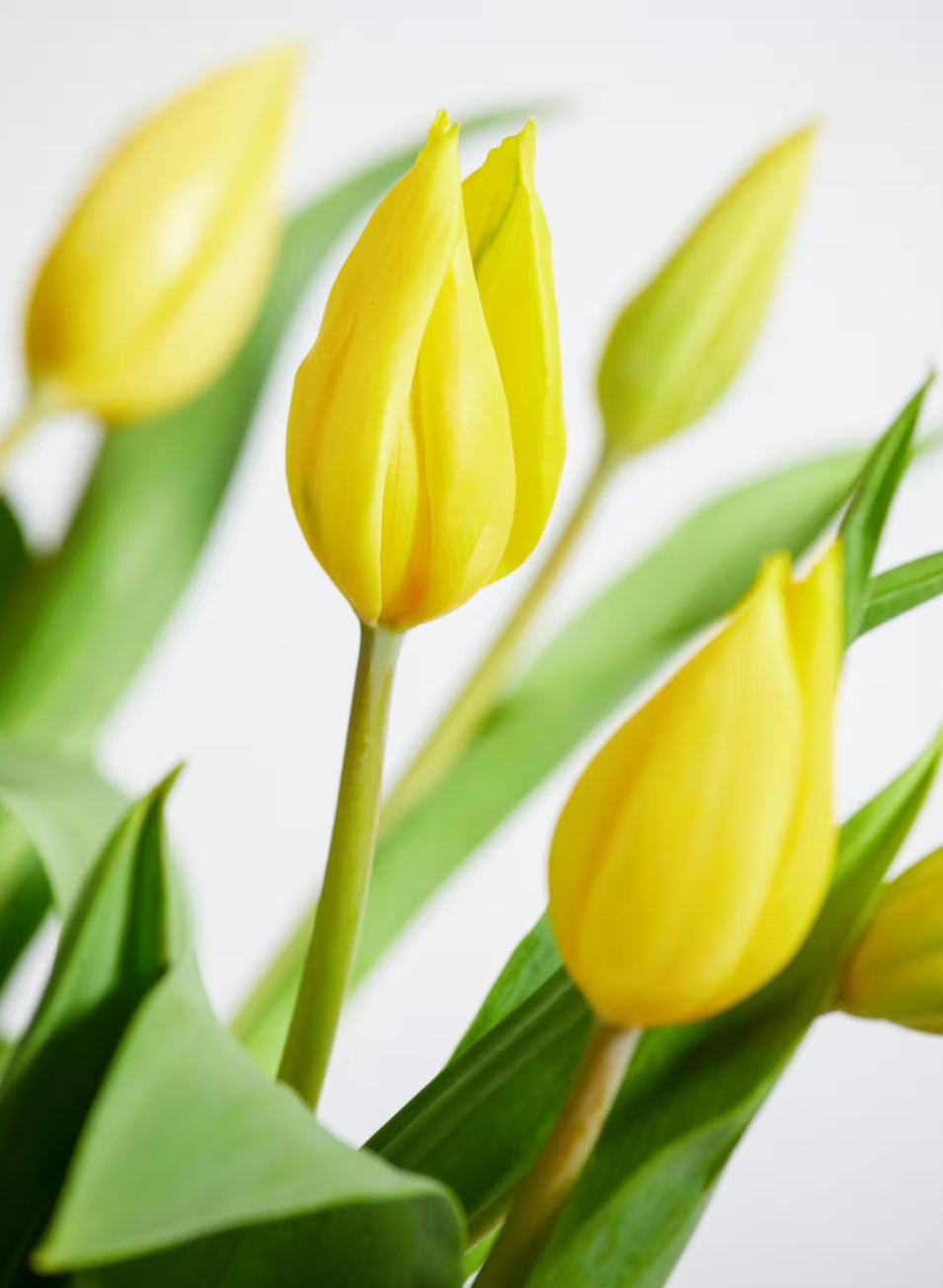 Yellow Tulips