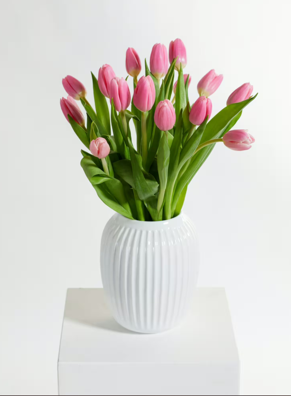 Pink Tulips